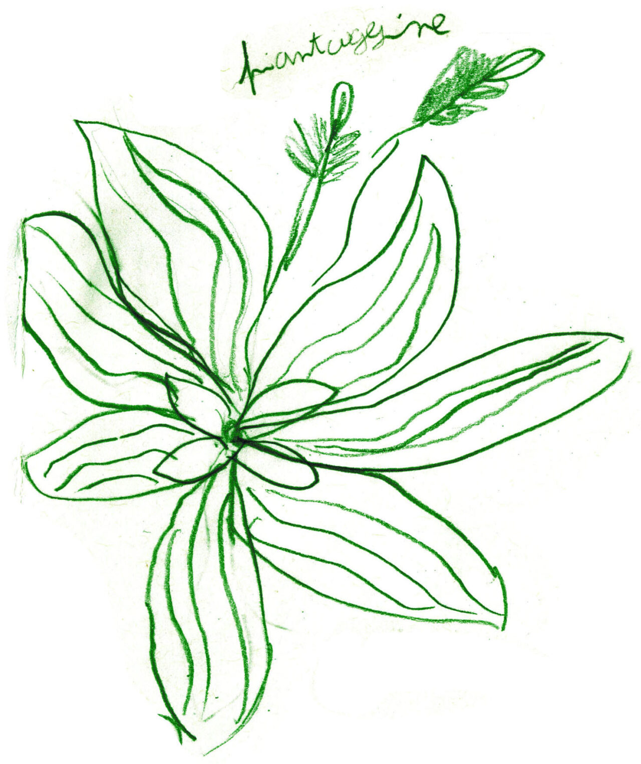 Oasi Disegno Bambini